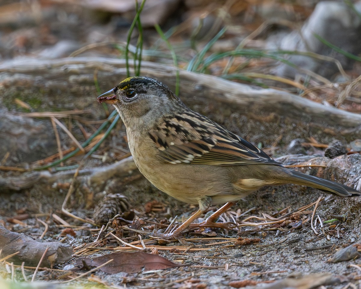 Bruant à couronne dorée - ML644096577