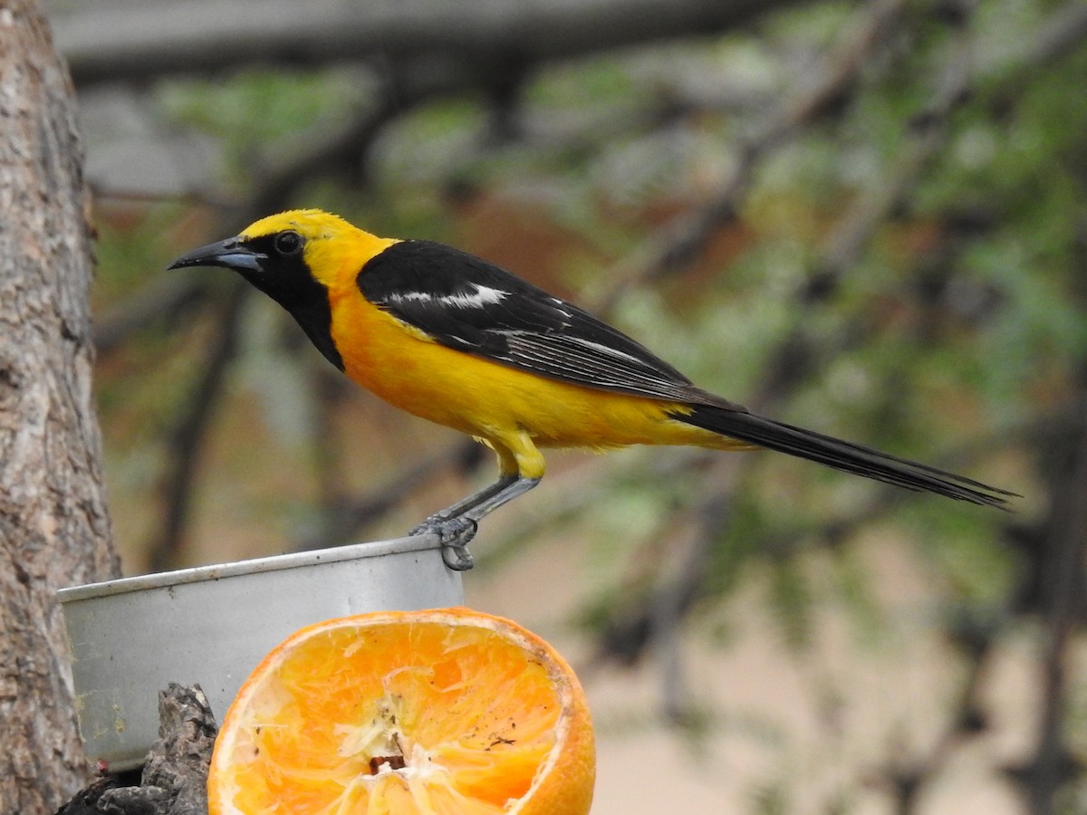 Hooded Oriole - ML644096585