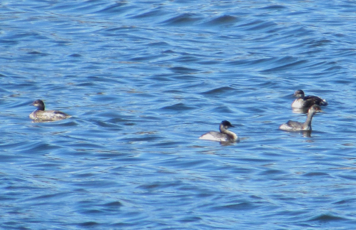 Eared Grebe - ML644096595