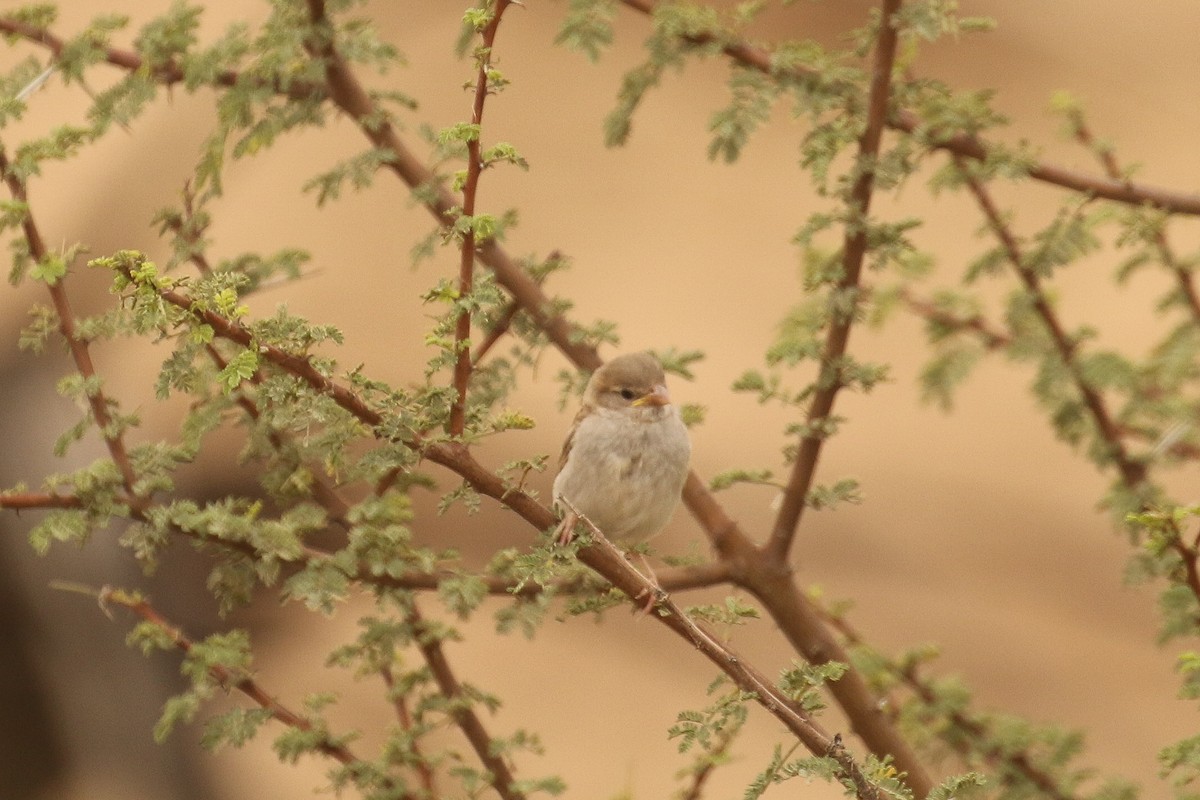 House Sparrow - ML644096597