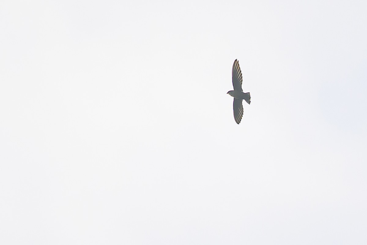 Vencejo de Chimenea - ML644096607