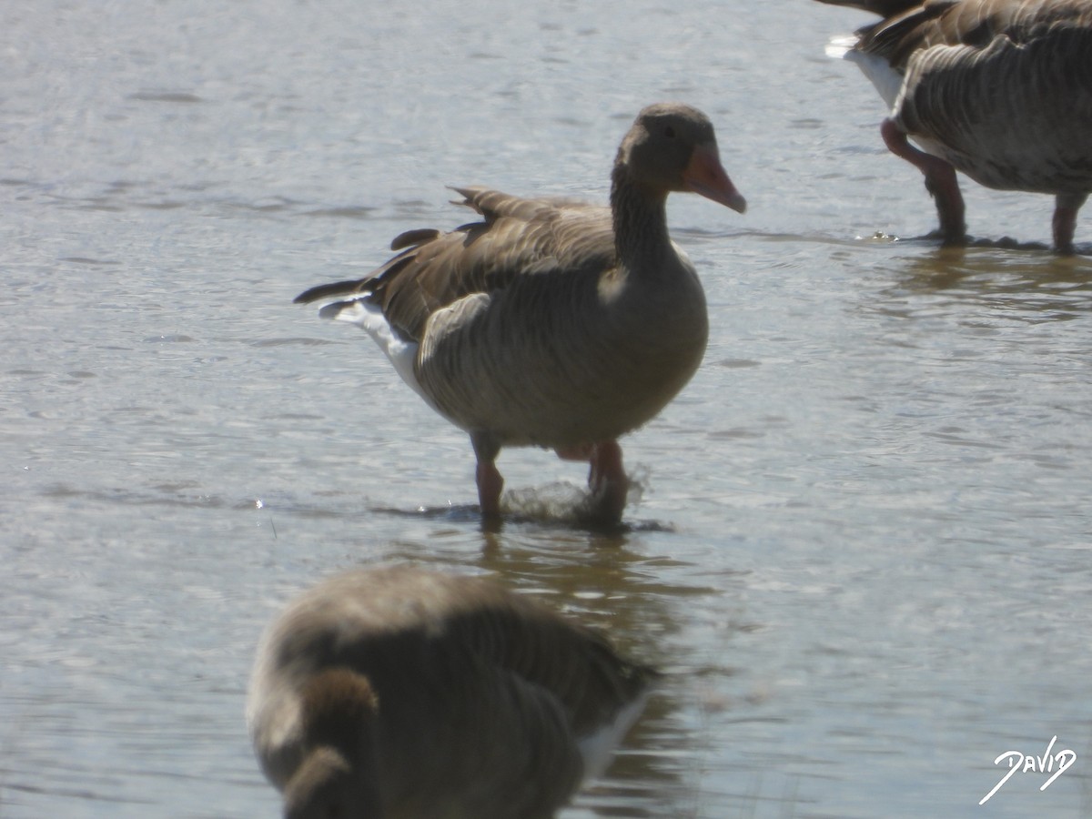 Graylag Goose - ML644096616