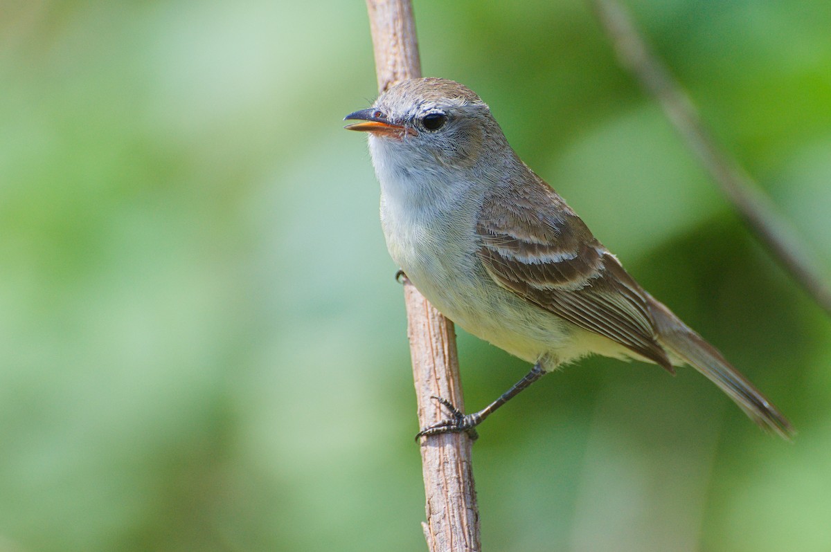 Mouse-colored Tyrannulet - ML644096618