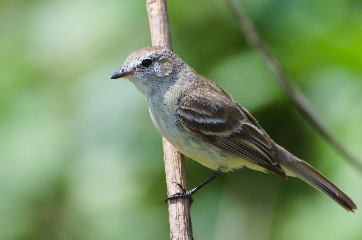 Mouse-colored Tyrannulet - ML644096619