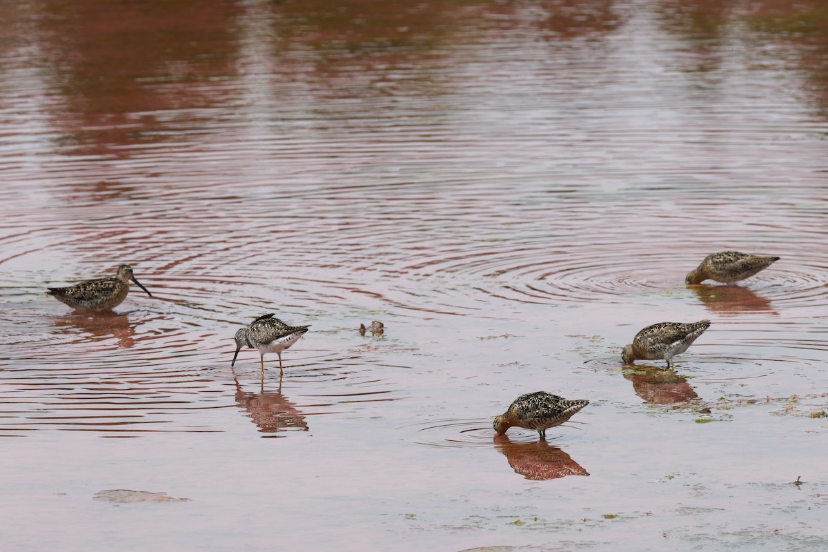 Short-billed Dowitcher - ML644096652