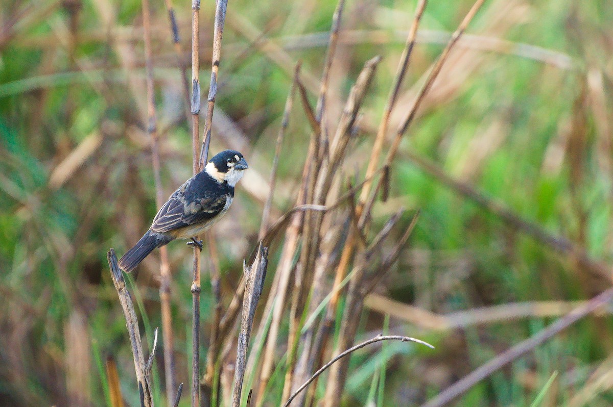 Зерноїд масковий - ML644096653