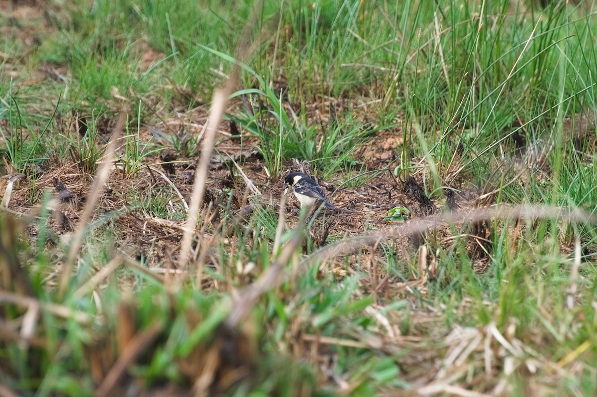 Зерноїд масковий - ML644096654