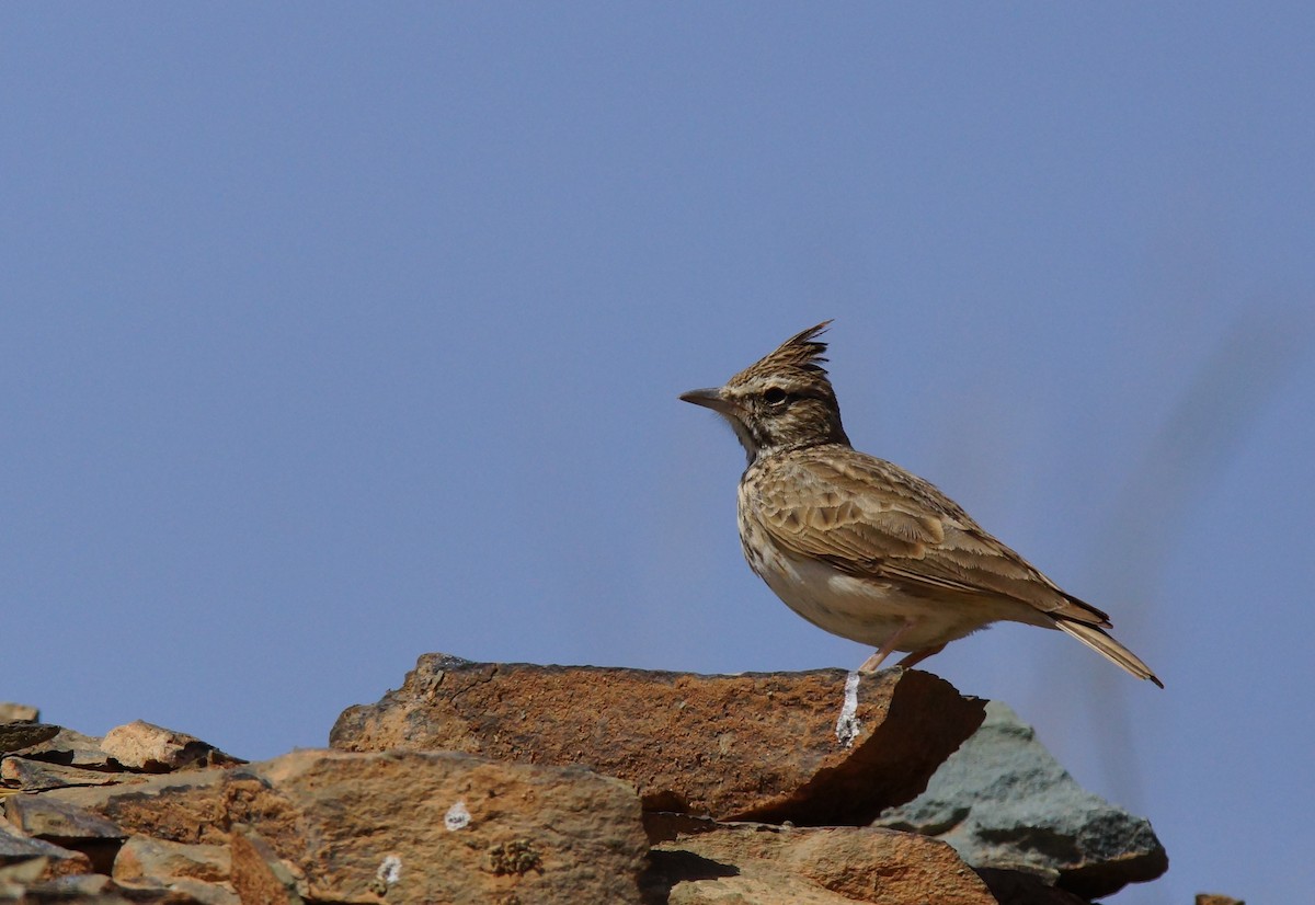 Thekla's Lark - ML644096661