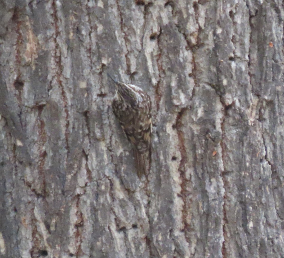 Brown Creeper - ML644096669