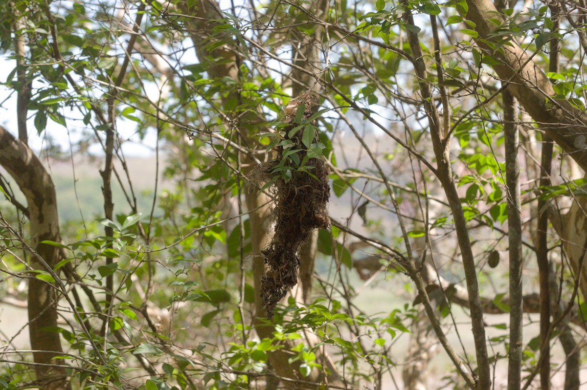 Мухолов-клинодзьоб сірий - ML644096671