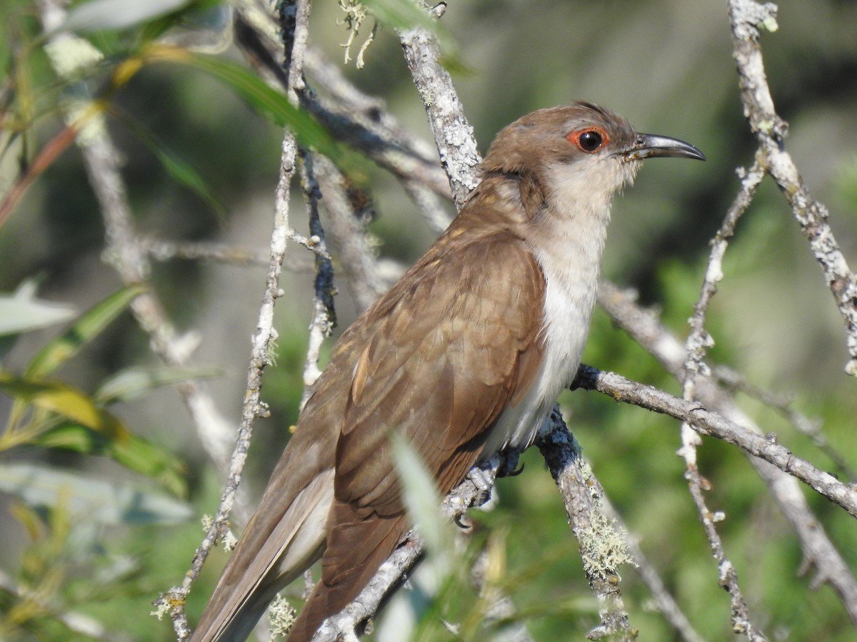 קוקיה שחורת-מקור - ML644096679