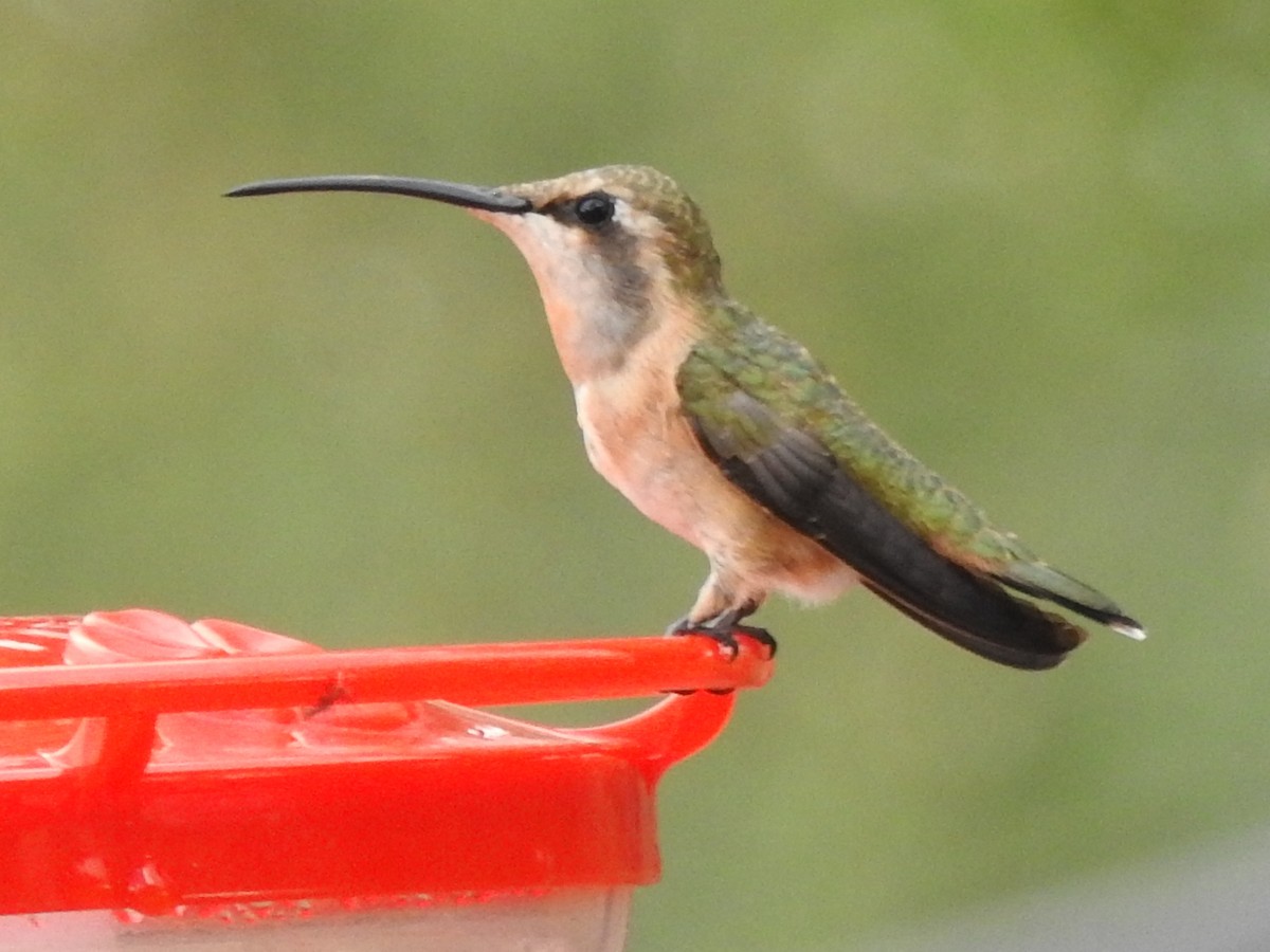 Colibri lucifer - ML644096681