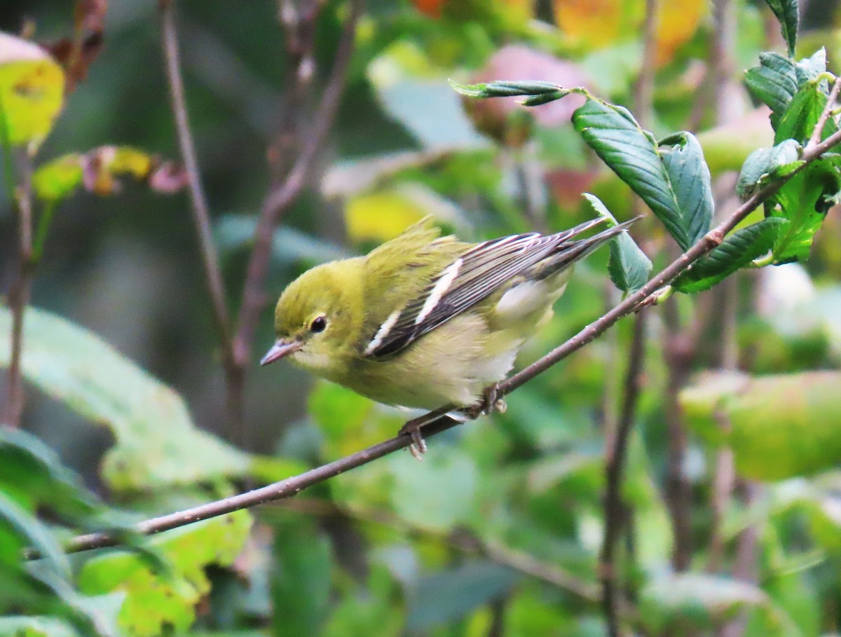 Bay-breasted Warbler - ML644096687