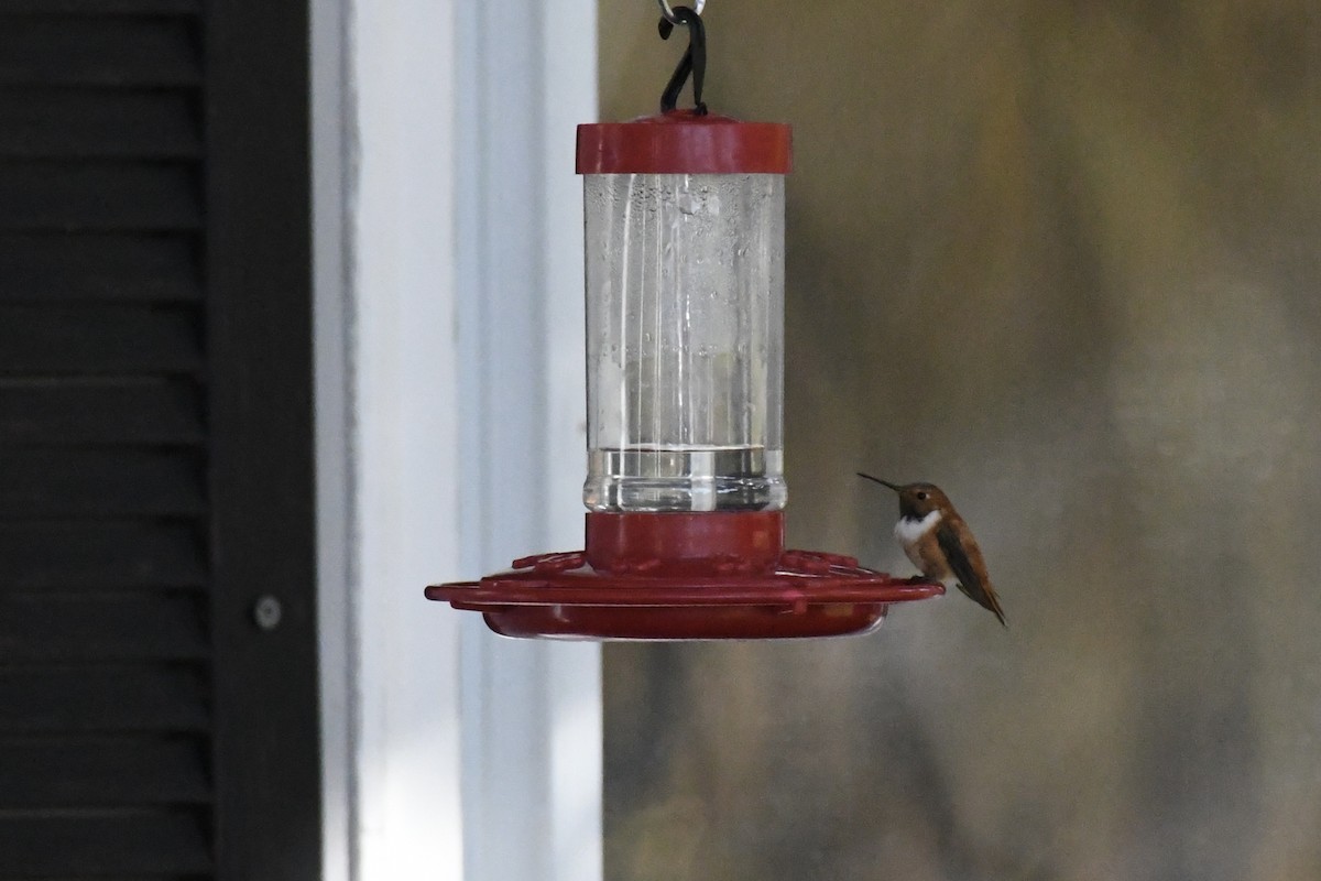 Rufous Hummingbird - ML644096694