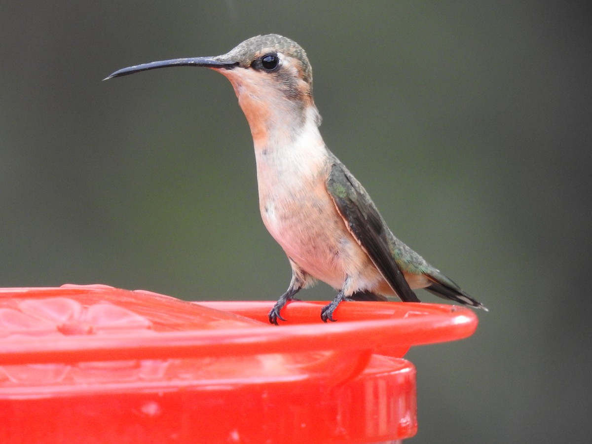 Colibri lucifer - ML644096702