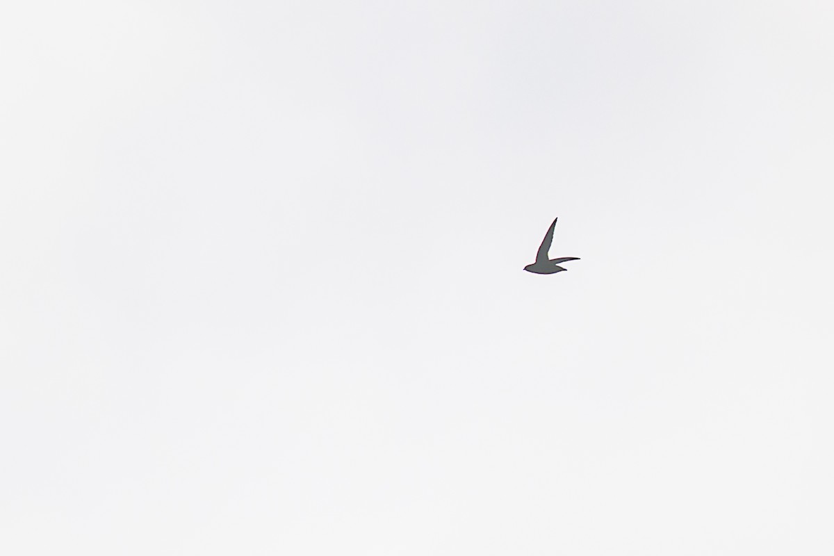 Vencejo de Chimenea - ML644096713