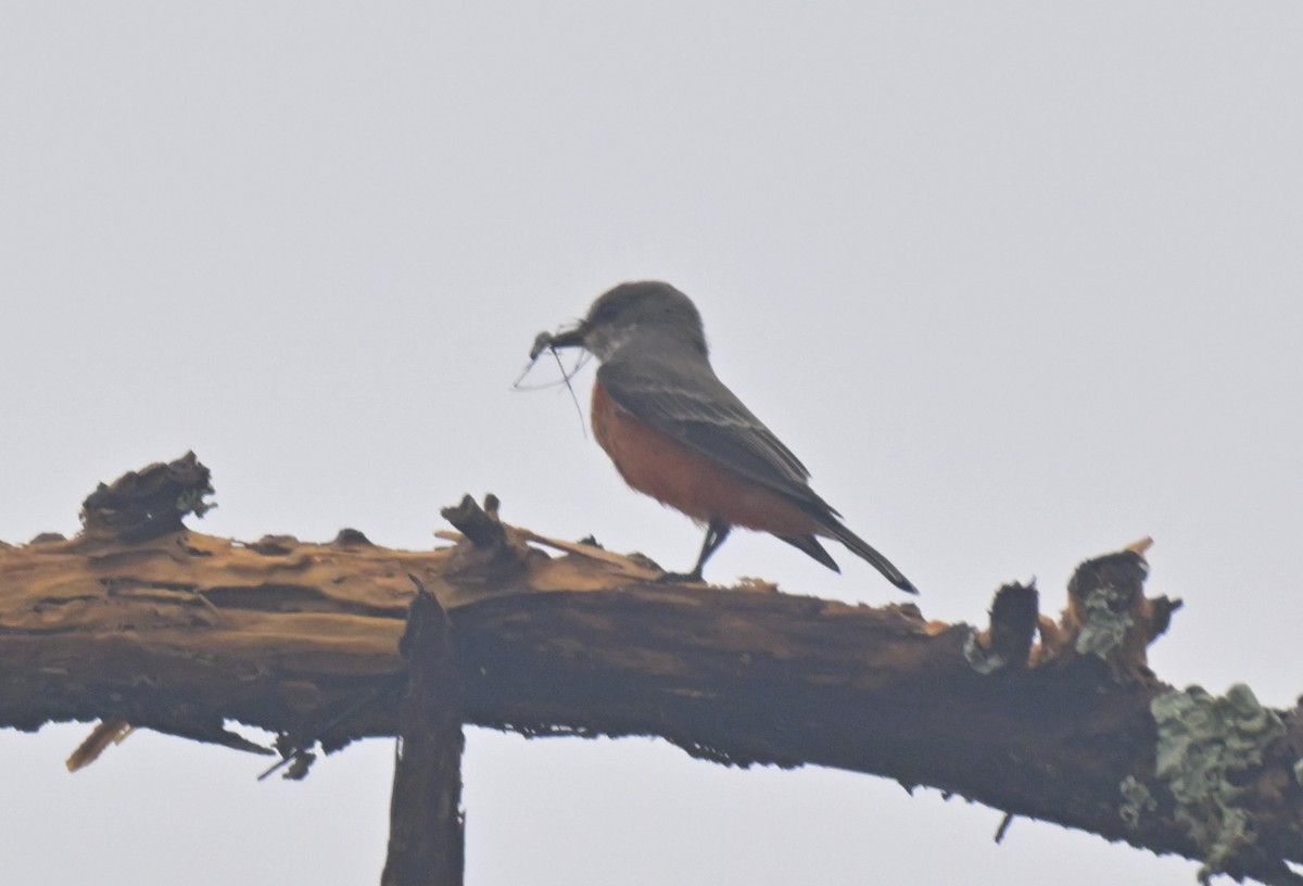 Vermilion Flycatcher - ML644096716