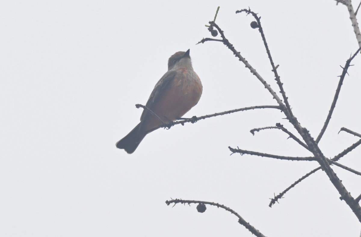 Vermilion Flycatcher - ML644096717