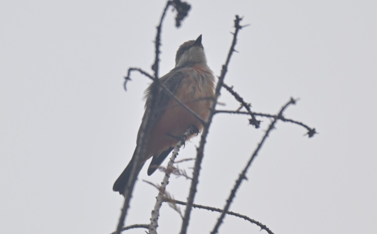 Vermilion Flycatcher - ML644096718