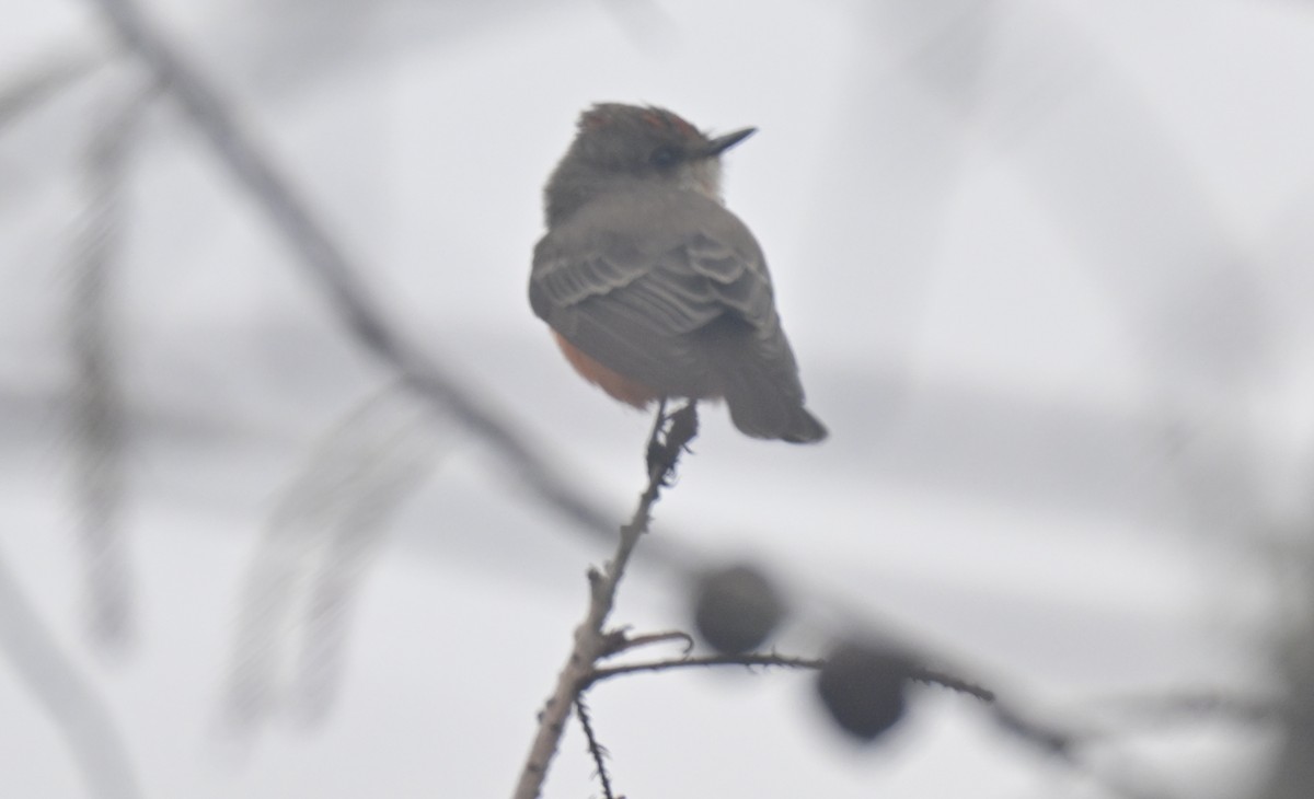 Vermilion Flycatcher - ML644096719