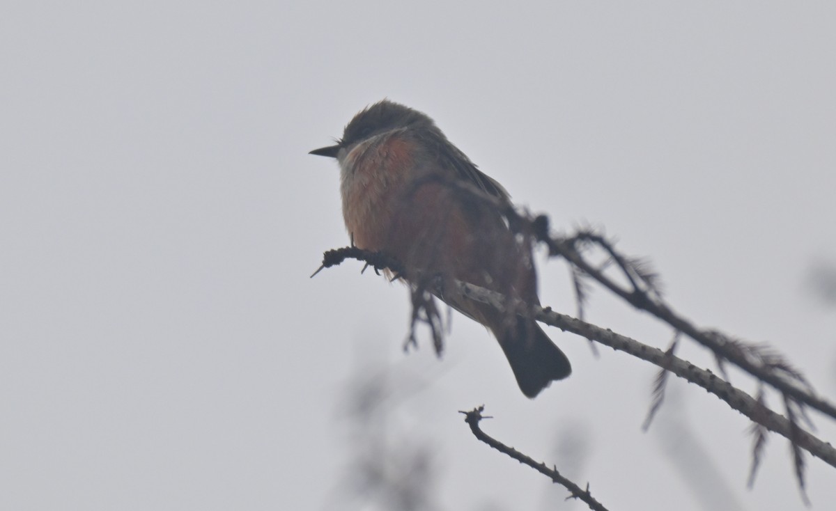 Vermilion Flycatcher - ML644096720