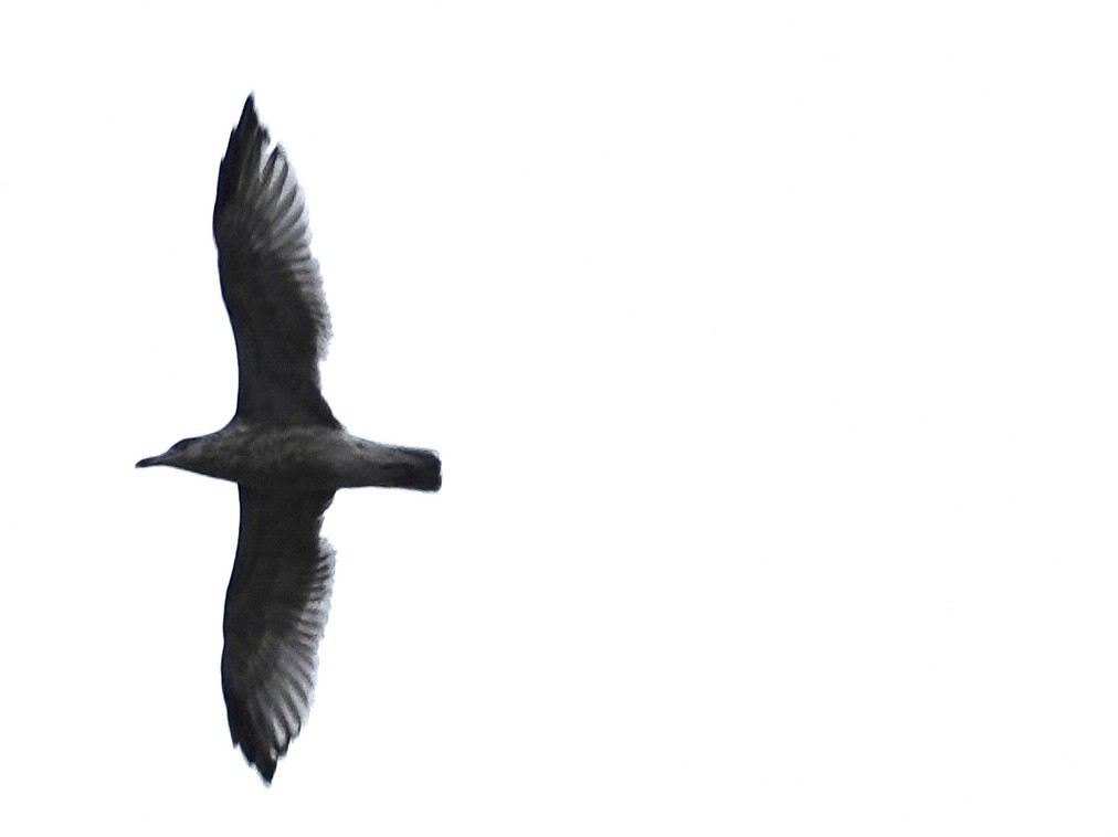 Ring-billed Gull - ML644096756