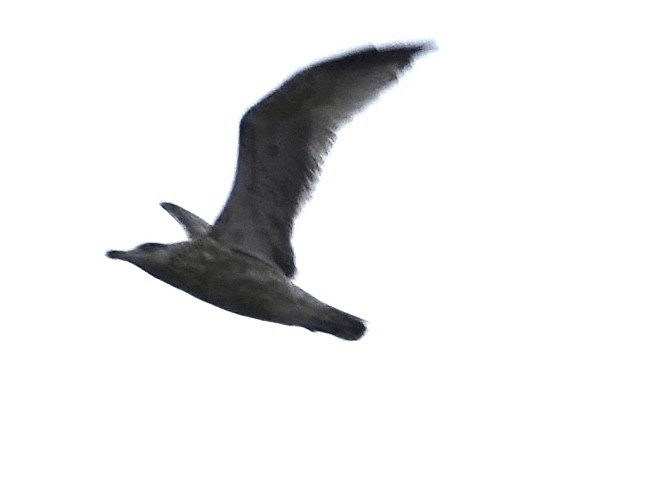 Ring-billed Gull - ML644096757