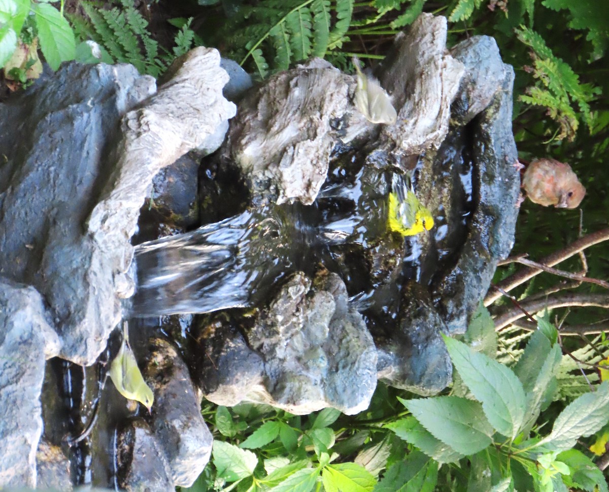 Blue-winged Warbler - ML644096764
