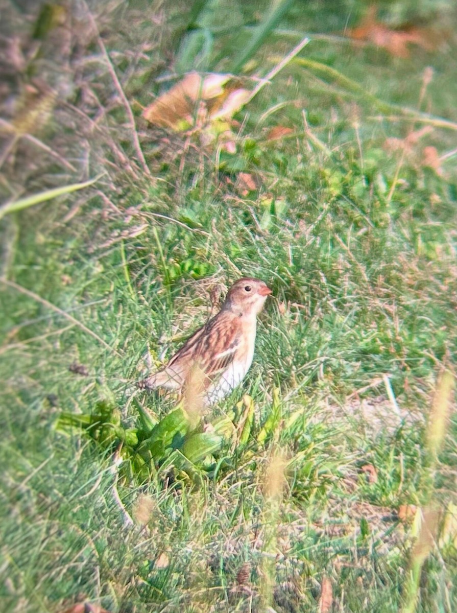 Field Sparrow - ML644096781