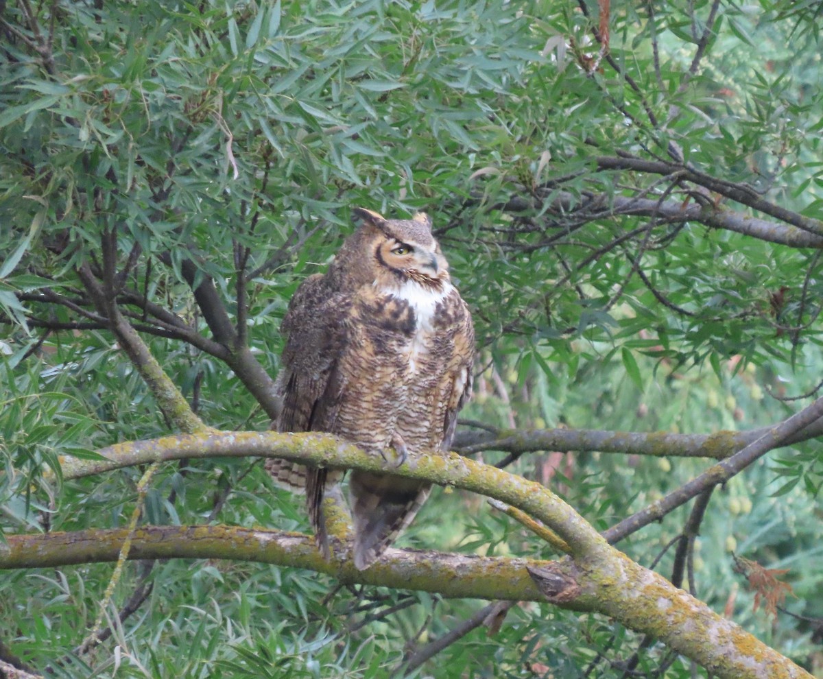 Great Horned Owl - ML644096788