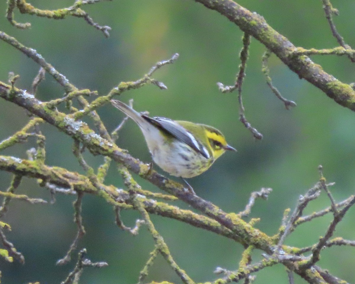 Townsend's Warbler - ML644096796