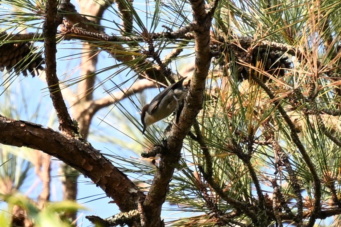 Brown-headed Nuthatch - ML644096797