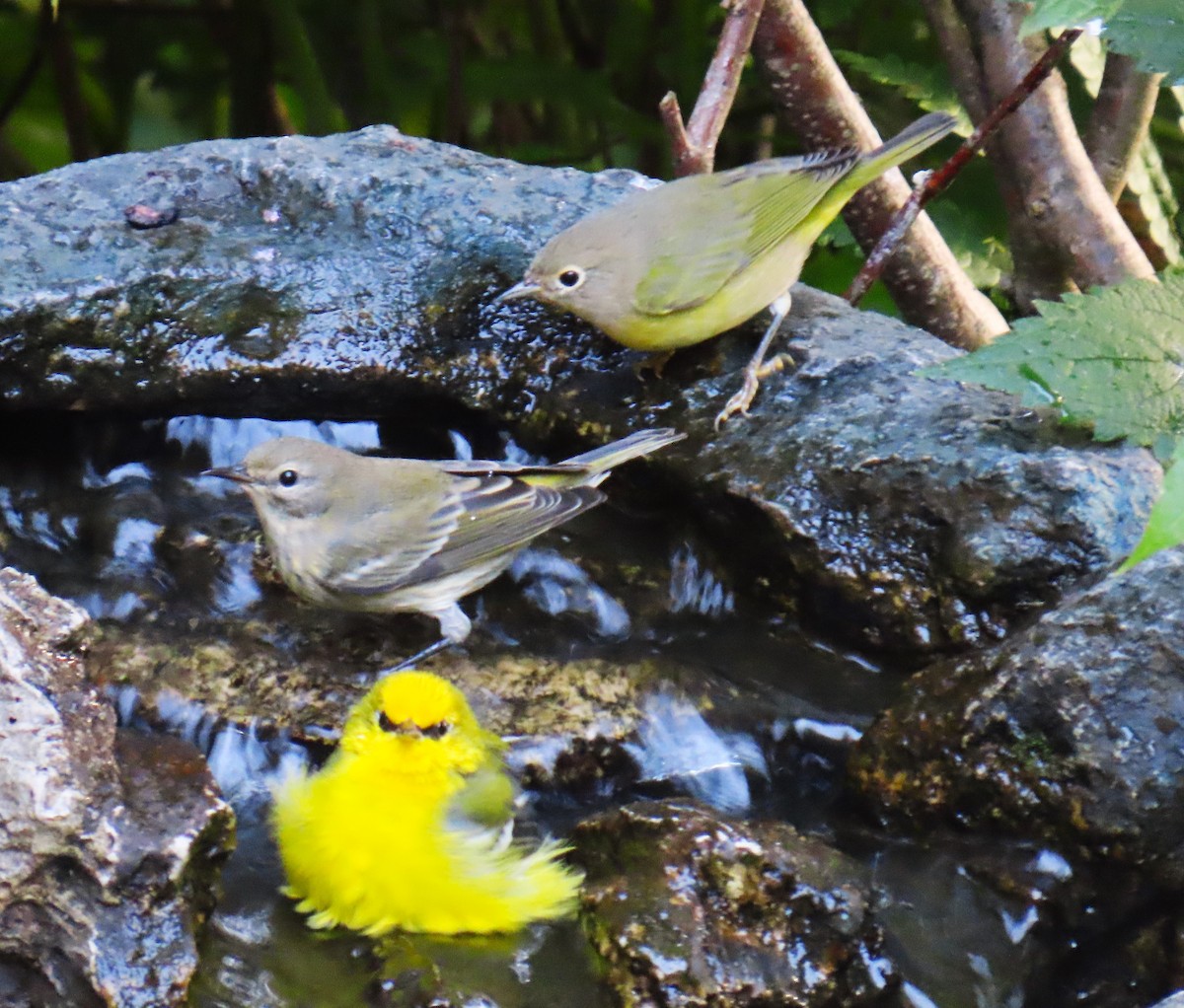 Nashville Warbler - ML644096850
