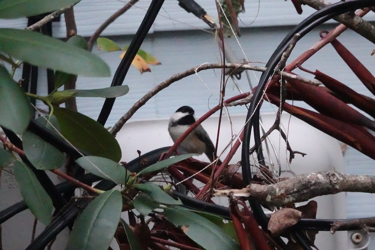 Carolina Chickadee - ML644096895