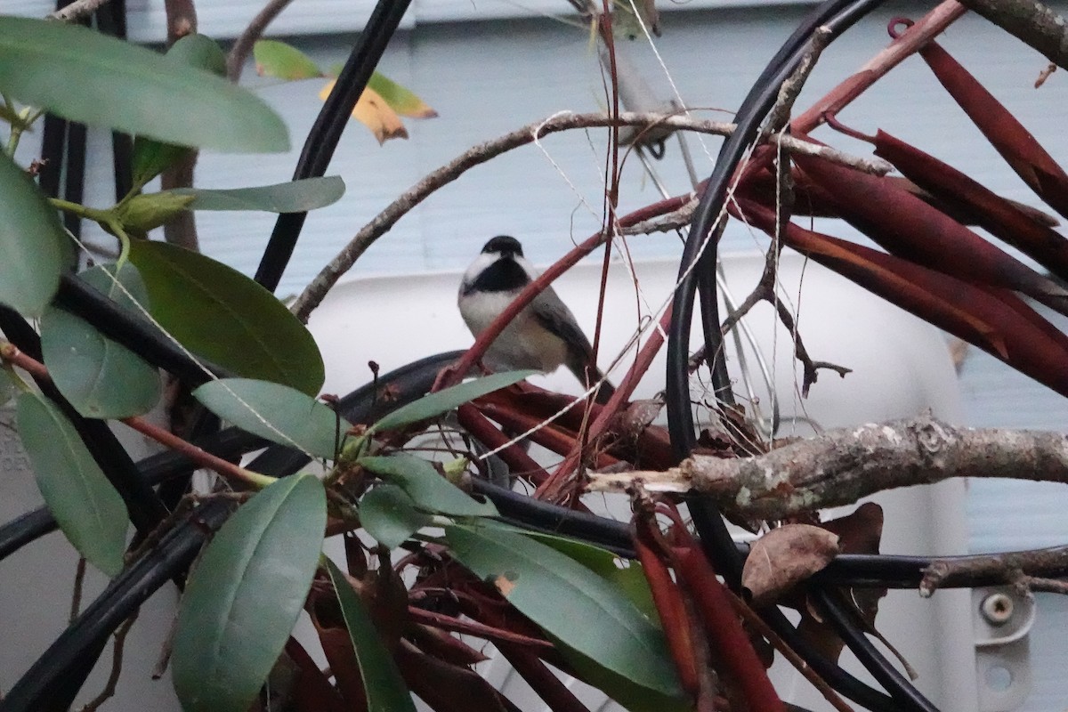 Carolina Chickadee - ML644096896