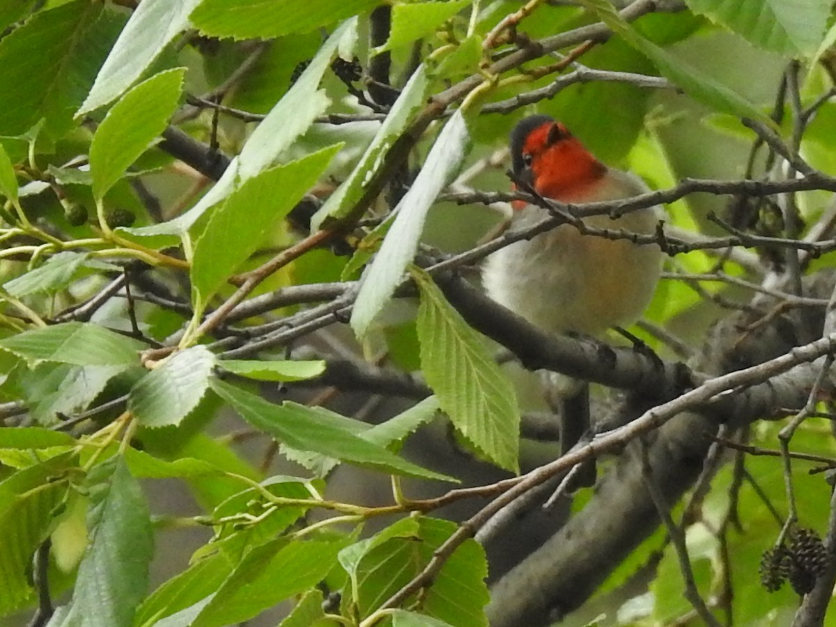 Red-faced Warbler - ML644096898