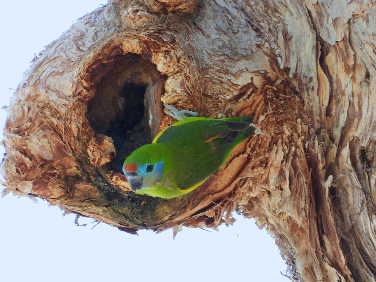 Double-eyed Fig-Parrot - ML644096906