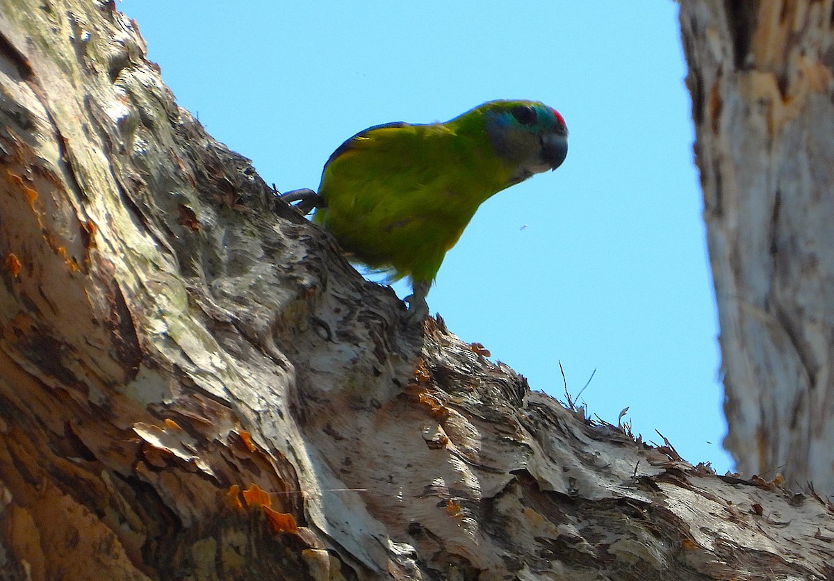 Double-eyed Fig-Parrot - ML644096911