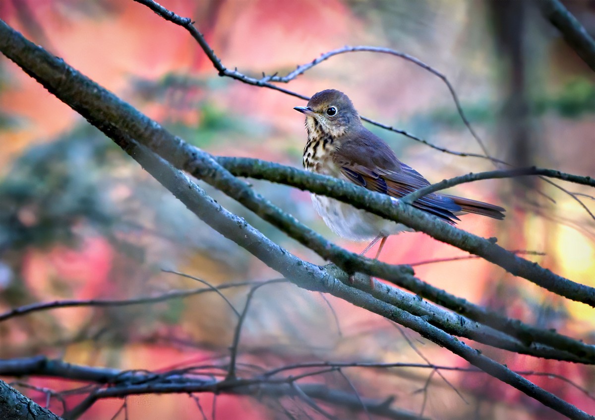 Hermit Thrush - ML644096948