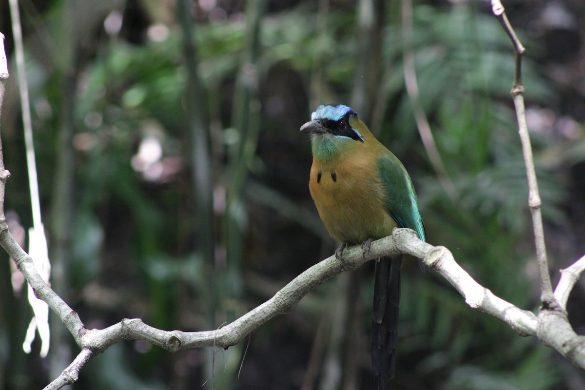 Lesson's Motmot - ML644096950