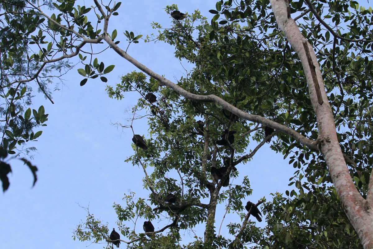 Turkey Vulture - ML644096951