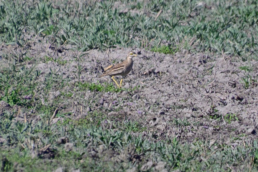 イシチドリ - ML644096956