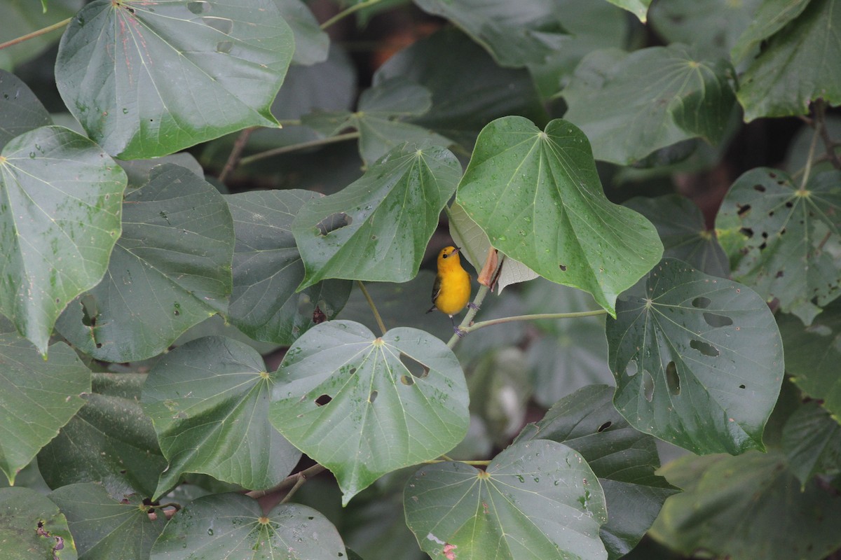 Prothonotary Warbler - ML644096962