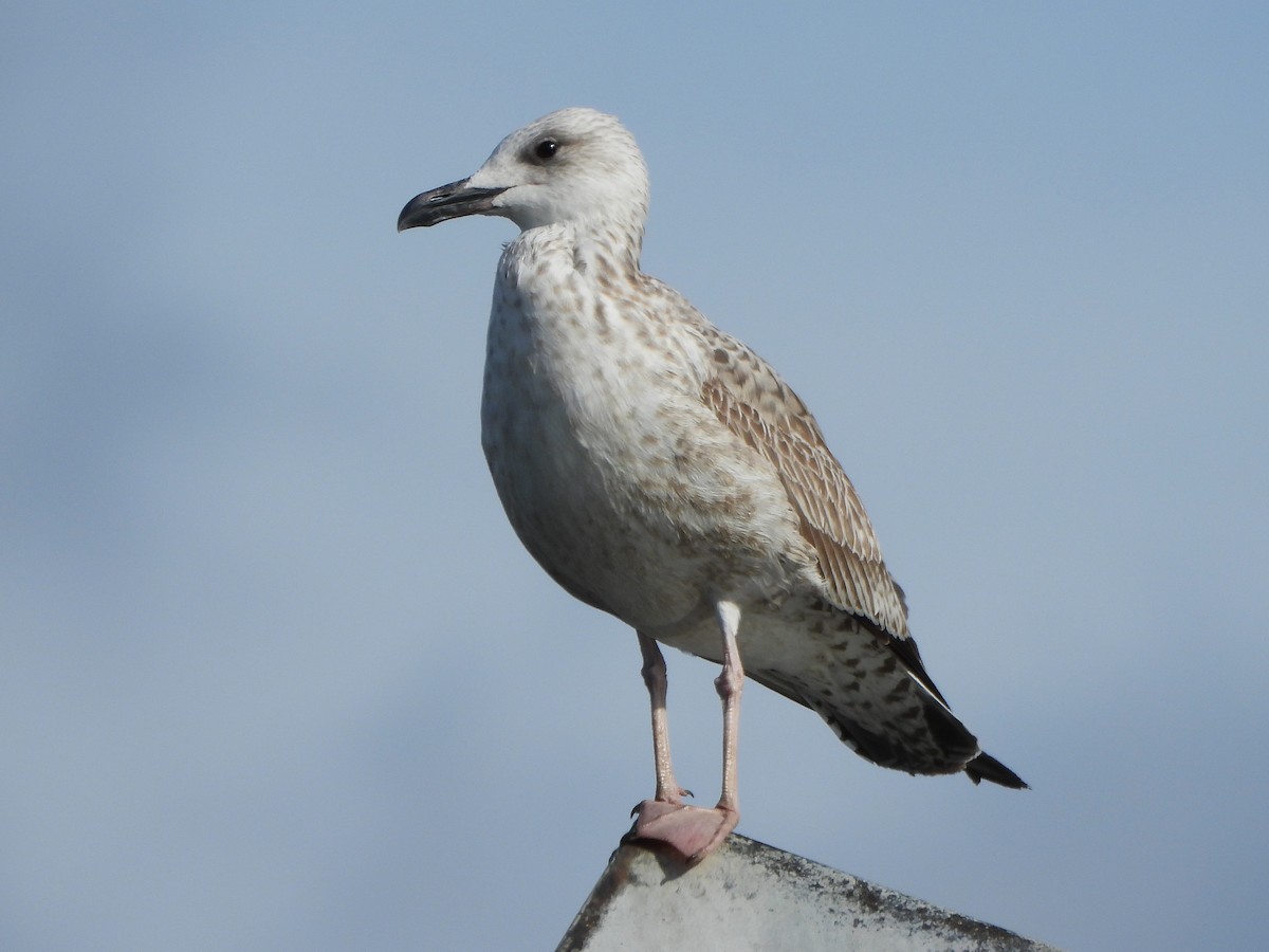 Caspian Gull - ML644096965