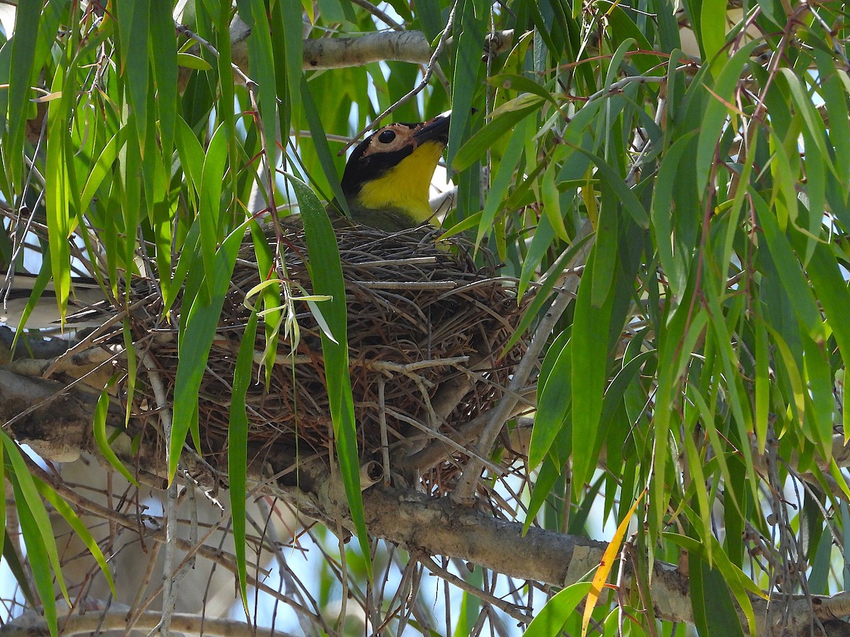 Australasian Figbird - ML644096971