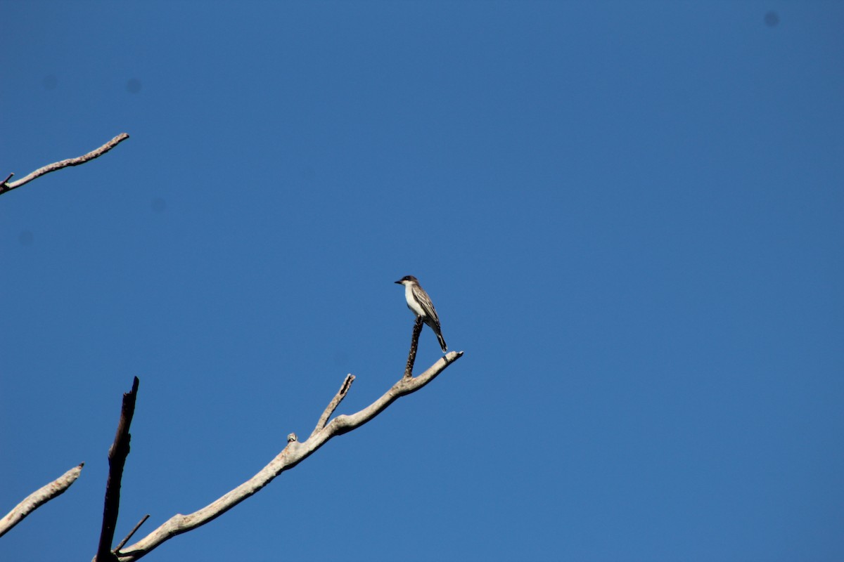 Eastern Kingbird - ML644096980