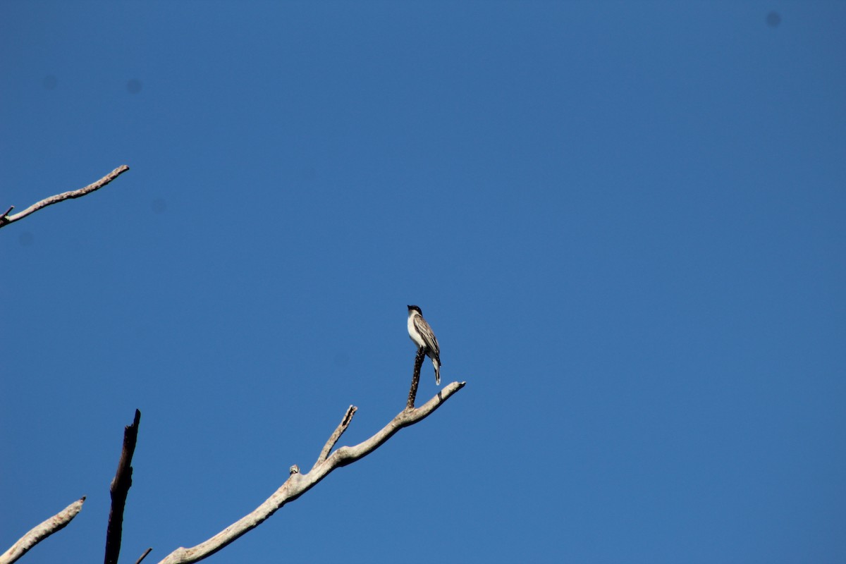 Eastern Kingbird - ML644096981