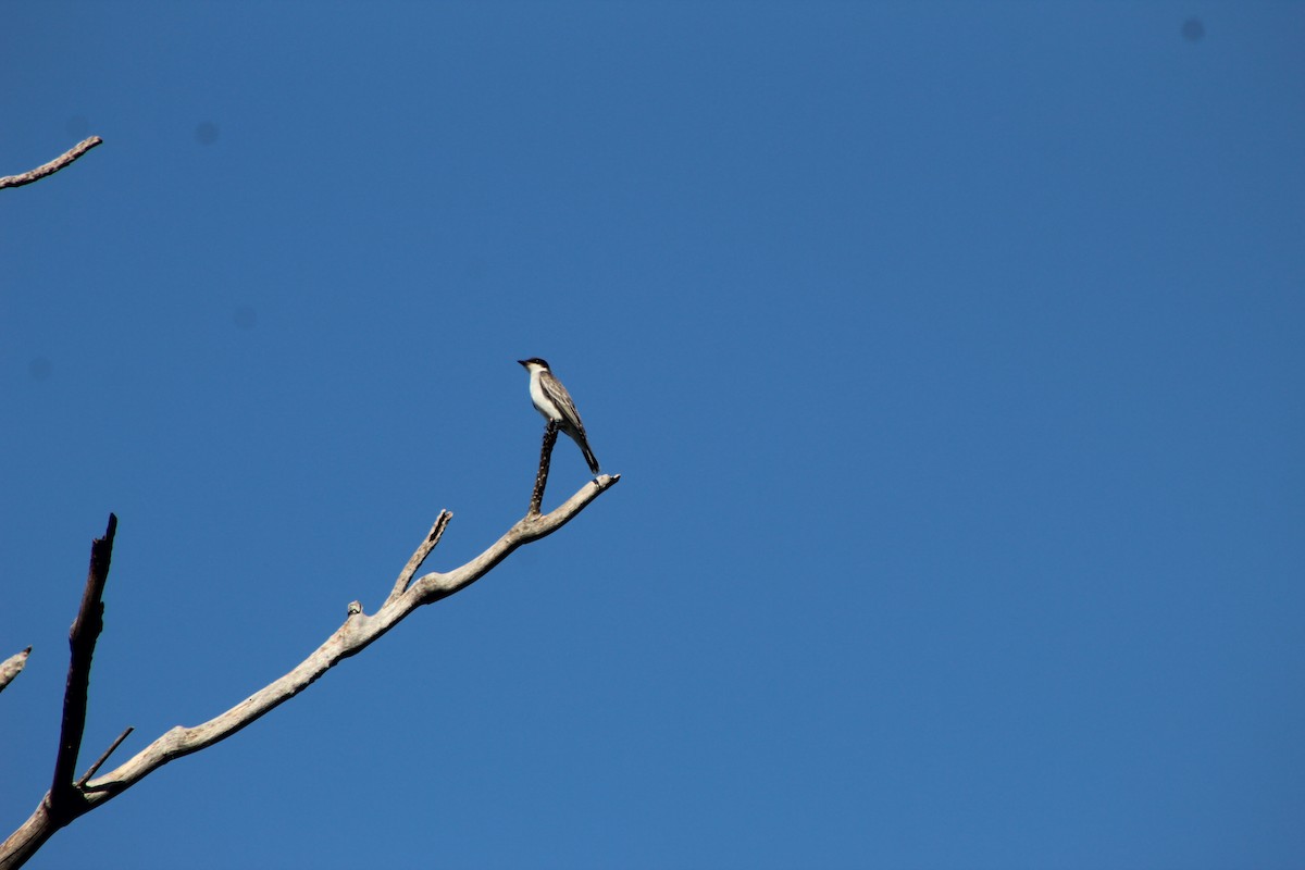 Eastern Kingbird - ML644096982