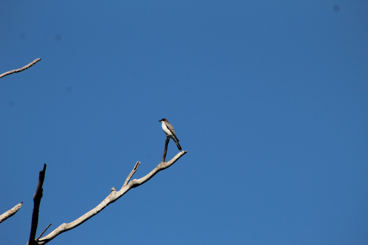 Eastern Kingbird - ML644096983