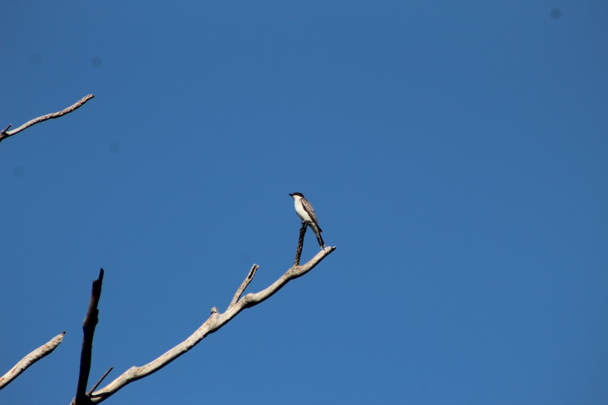 Eastern Kingbird - ML644096984